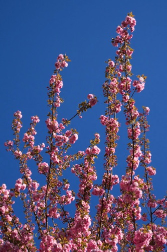 Cherry Tree, Union County, NJ (2718SA).jpg